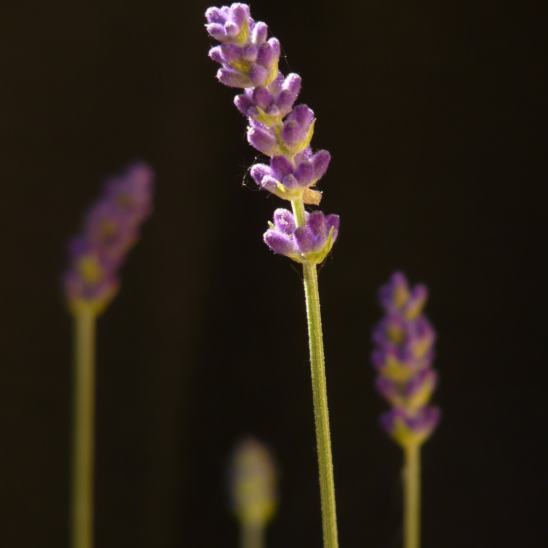 UK Lavender & Frankincense Body Cream