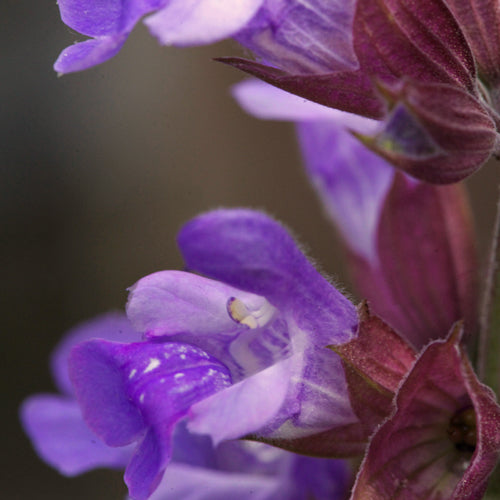 Flowering Sage flower close up bright purple 